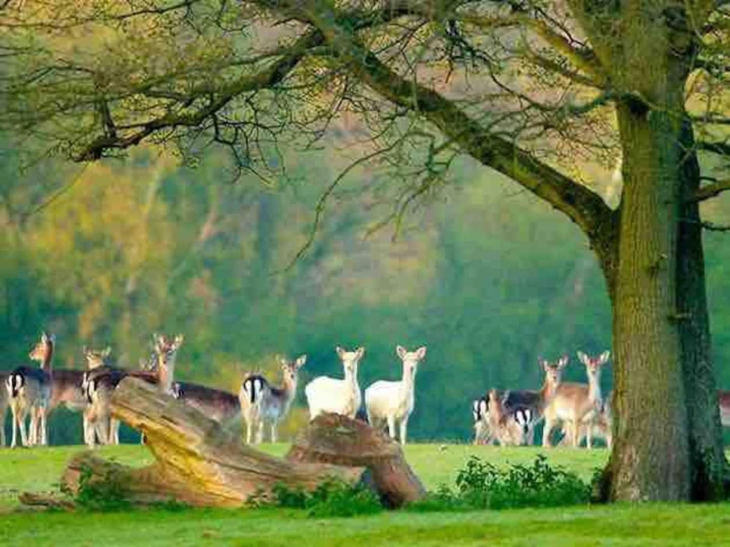 New Forest Retreat Shorefield Country Park Lymington Zewnętrze zdjęcie