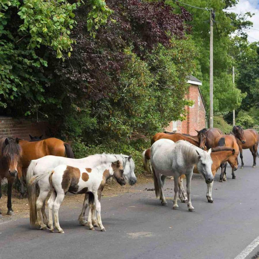 New Forest Retreat Shorefield Country Park Lymington Zewnętrze zdjęcie